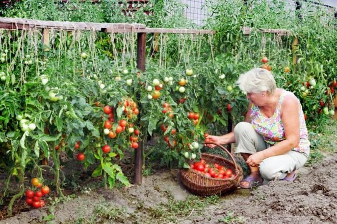 Gartentomaten gegen Krampfadern